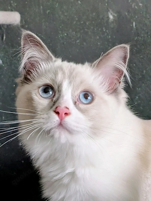 Ragdoll Kitten mit Stammbaum , Lieferung nach München, Ingolstadt, Nürnberg, Bamberg 