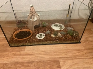  kleine Haustiere Bild 2