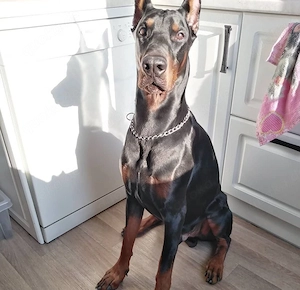  **2 Typvolle Dobermann-Welpen suchen ein liebevolles Zuhause** 