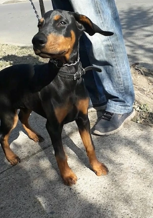 ## Wunderschöne Dobermann-Welpen suchen ein liebevolles Zuhause