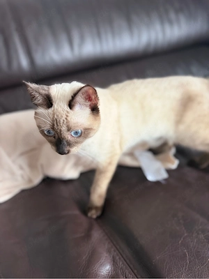reinrassige katze siam  Bild 2