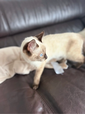 reinrassige katze siam  Bild 4