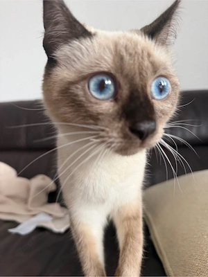 reinrassige katze siam  Bild 5