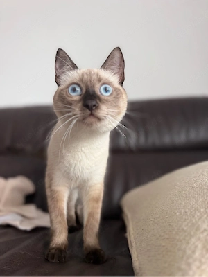 reinrassige katze siam  Bild 3