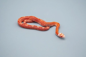0.1 Hypo Fire Motley Pied Kornnatter