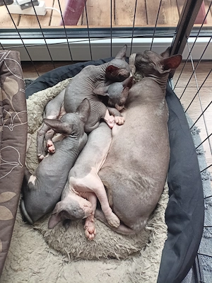 Sphynx Kitten  Bild 4
