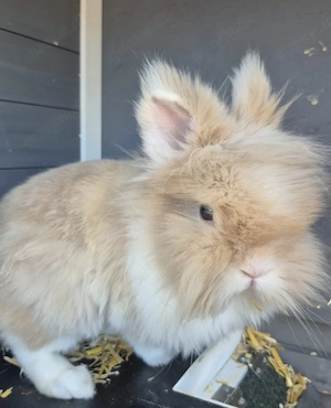 2 Kaninchen löwenkopf mit 2Stöckigenkäfig 