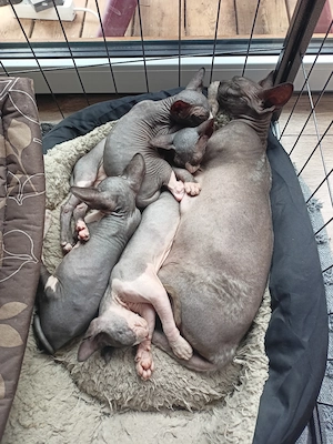Sphynx Kitten  Bild 3