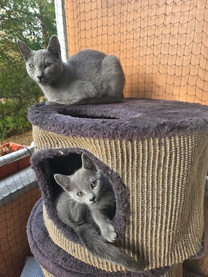 Russisch blau Babykatzen suchen ein neues Zuhause