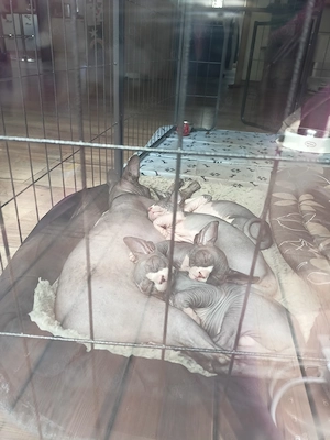 Sphynx Kitten  Bild 2