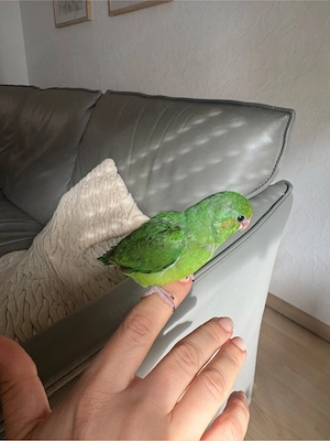 Sperlingspapagei Baby   6 Wochen alt