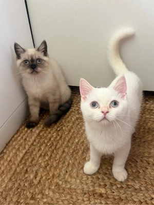 4monate alte Katzchen abzugeben