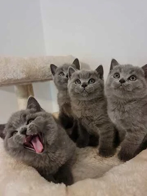 Süßer BKH Katzenbabys exklusiv