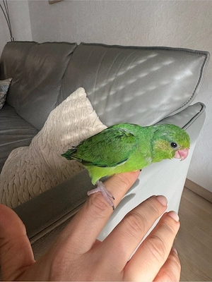 Sperlingspapagei Baby   6 Wochen alt