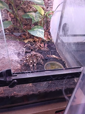 Acanthoscurria geniculata 0.1 