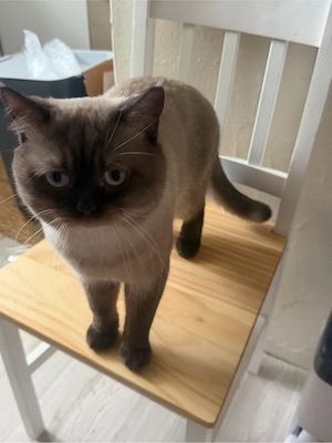 1-jahriger Kater abzugeben