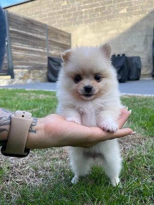 Zwergspitz Pomeranian Welpen(weibchen)