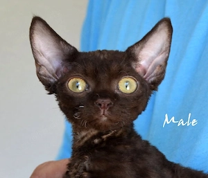 Reinrassige Devon Rex Kitten mit Stammbaum,  in Deutschland geboren 