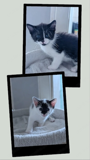 2 EHK MaineCoon Kater geb.01.08.26