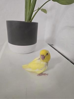 Sperlingspapagei Baby   6 Wochen alt
