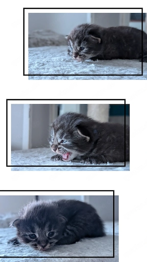 3 Ragcoon (Ragdoll-Maine Coon Mix)