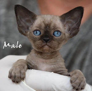 Wunderschöne  Devon Rex Kitten ( weiblich und männlich) 
