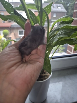 Rennmäuse mit Kuschelfell   