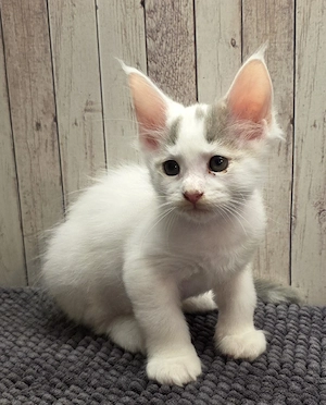 Maine Coon Kitten  Bild 3