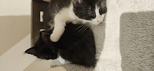 Türkisch Angora Kitten