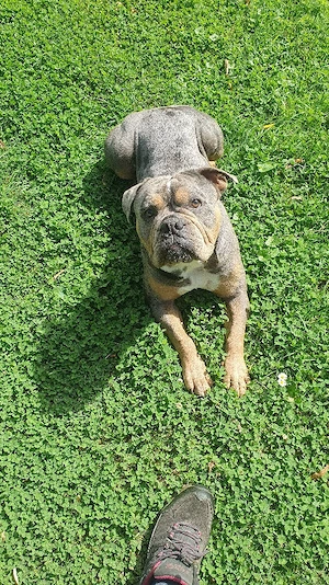 Rüde New Englisch Bulldogge 