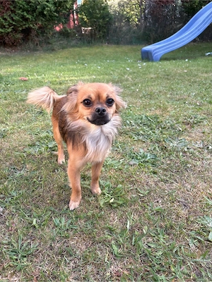 Deckrüde Chihuahua KEIN VERKAUF