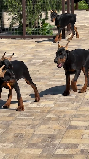 Dobermann-Welpen mit Ahnentafel   Rüden und Hündinnen