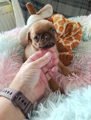 Zauberhafte Retro Altdeutsche Mops Welpen suchen Anfang Oktober ein schönes Zuhause  Bild 5