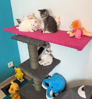 Katzenbabys Kitten  Amerikanisch-Kurzhaar