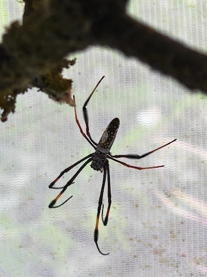 Nephila inaurata KL ca. 2-4cm