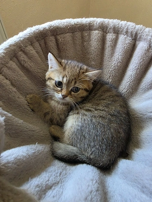 wunderschöne BKH BLH Kitten