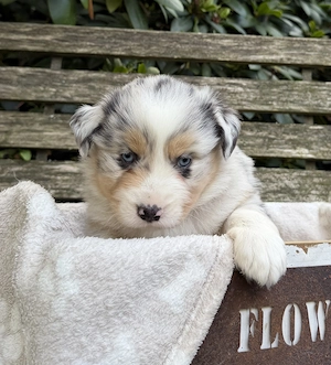 Mini Aussie Welpen Miniatur Australian Shepherd Welpen Welpe Bild 3