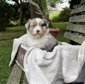 Mini Aussie Welpen Miniatur Australian Shepherd Welpen Welpe Bild 4