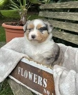Mini Aussie Welpen Miniatur Australian Shepherd Welpen Welpe Bild 6