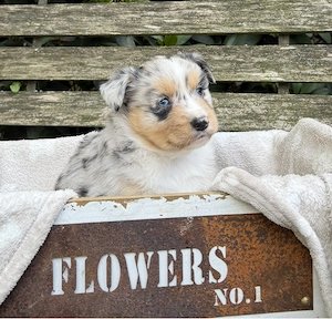 Mini Aussie Welpen Miniatur Australian Shepherd Welpen Welpe Bild 2