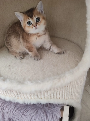 Britisch Kurzhaar Kitten 