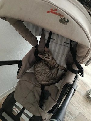 europäische Kurzhaar baby kater
