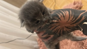Norwegische Waldkatzen Mix Kitten suchen Zuhause   Bild 3