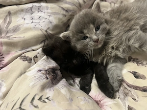 Norwegische Waldkatzen Mix Kitten suchen Zuhause   Bild 2