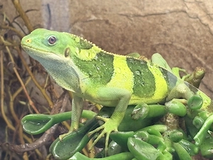 Fidschi Leguane