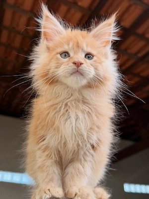 Liebevolle Maine-Coon-Kätzchen suchen ein sicheres und liebevolles Zuhause