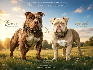 American Pocket Bully
