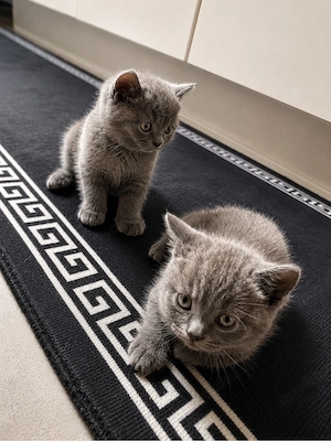 BKH Katzen