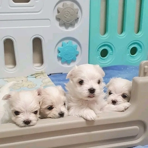 Reinrassige Malteser-Welpen zur Adoption   