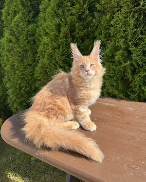 Gesunde, muntere Maine-Coon-Kätzchen suchen ein verantwortungsvolles Zuhause